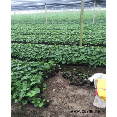 大葉吳鳳草 袋苗 毛球 杯苗  蕭山色塊苗 工程綠化苗木