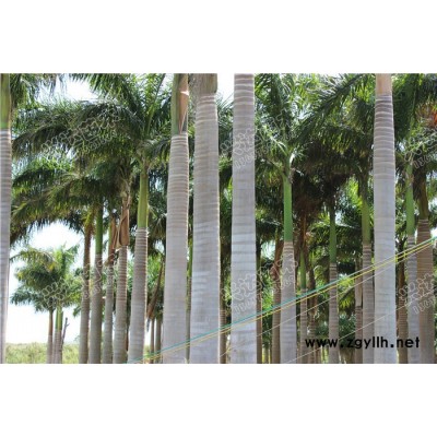 供應(yīng)低價供應(yīng)綠化苗木 大王棕