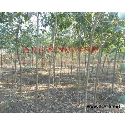 供應圣開苗木大葉女貞等綠化苗木