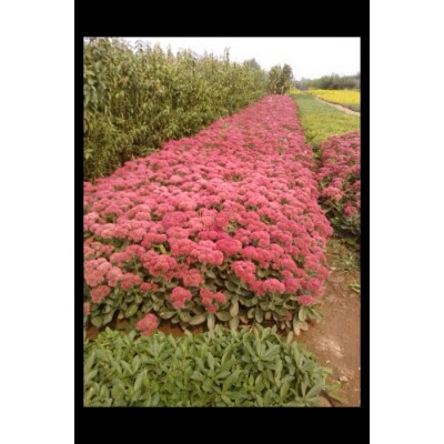 江蘇基地專業種植八寶景天  八寶景天價格 綠化苗木