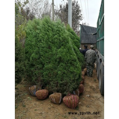 江蘇塔柏價格  江蘇塔柏大量批發 塔柏綠化苗木