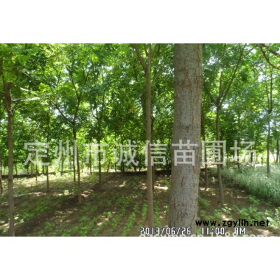 定州喬木銷售價(jià)格 綠化苗木欒樹批發(fā) 欒樹種植基地