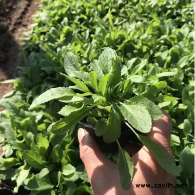 木一花卉 綠化苗木宿根地被鼠尾草 室內外各種花卉批發采購