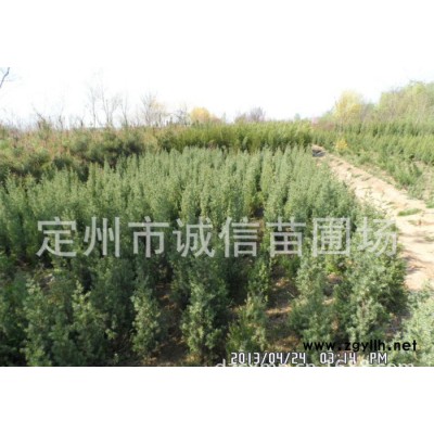 定州誠信苗圃場沙地柏塔快側柏等常綠類苗木 綠化苗木價格 望都塔儈