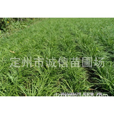 定州苗圃出售草坪系列  綠化苗木 花卉系列