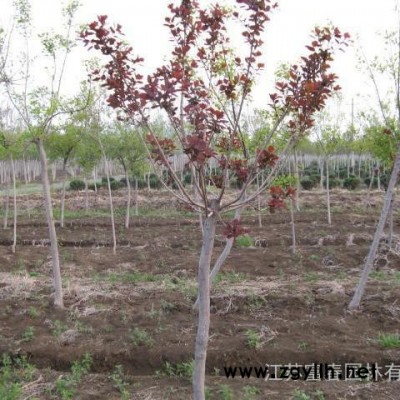 彩葉綠化苗木-美國(guó)紅櫨小苗，江蘇富春園林是**美國(guó)紅櫨工程樹(shù)苗的大型種植基地，苗圃現(xiàn)貨出售 價(jià)格低 規(guī)格全，歡迎采購(gòu)批發(fā)