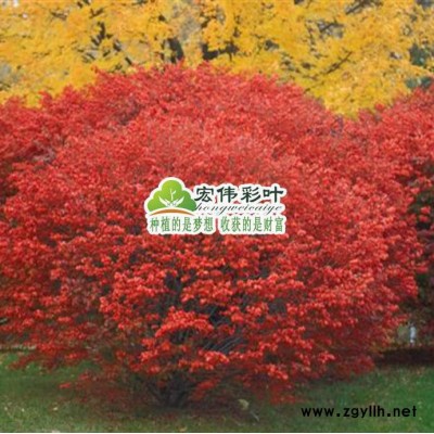 江西宏偉彩葉苗圃出售正宗進(jìn)口歐洲火焰衛(wèi)矛密實(shí) 衛(wèi)矛小苗 紅葉苗 彩化綠化苗木包成活