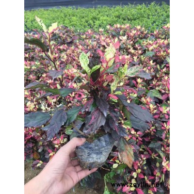 供應紅葉石楠袋苗等綠化苗木袋苗  福建產地直銷