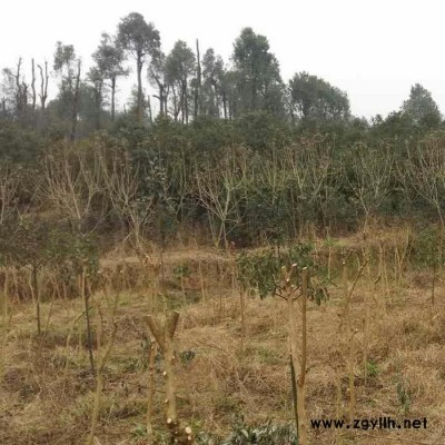 各種綠化苗木零售 詳細價格面議