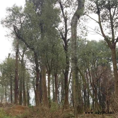 各種綠化苗木種植 詳細價格面議