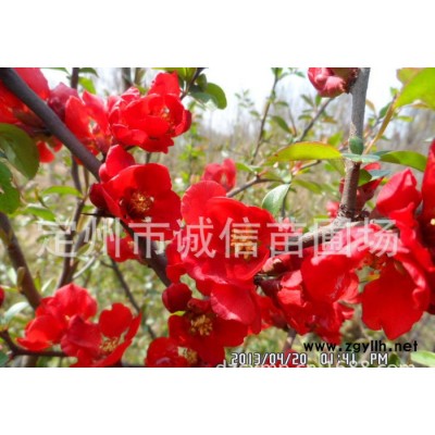 北京各種規(guī)格海棠 西府海棠；海棠果；大棵貼梗海棠綠化苗木