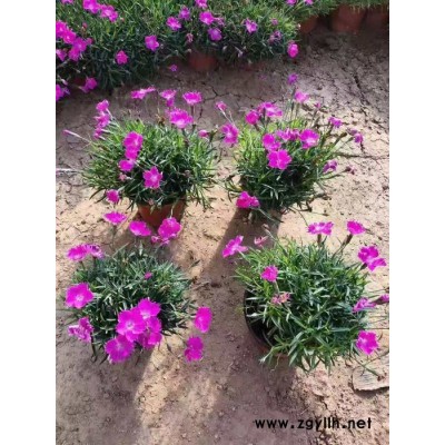 宿根地被歐石竹雙色盆 園林綠化苗木場各種花卉批發采購