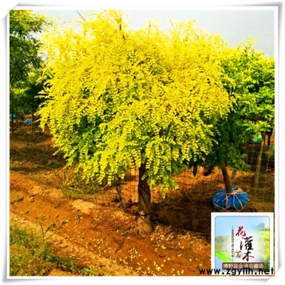 金葉國槐樹苗_矮本金葉槐_河北綠化苗木