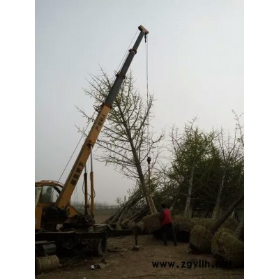 銀杏樹價格   20公分500元 質量有保證  服務  綠化苗木 30公分嫁接銀杏樹