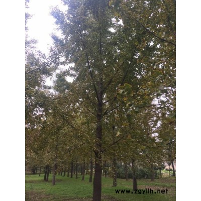 出售山東 銀杏   銀杏樹  綠化苗木 山東銀杏樹價格