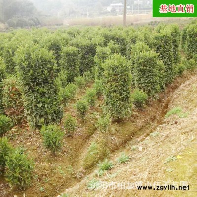 價(jià)格低 現(xiàn)貨 法國(guó)冬青柱苗 1至1.2米 綠化苗木 冬青柱 四季常青