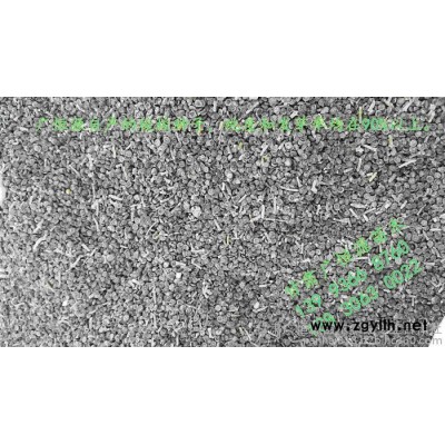 供應綠化苗木梭梭樹 2016年梭梭種子 甘肅梭梭苗基地