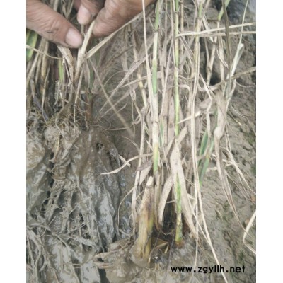花葉蘆竹 基地 水生植物 水質(zhì)凈化 蕭山綠化苗木  袋苗