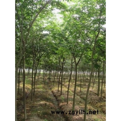 櫸樹 綠化苗木  苗木 沭陽縣澤沛苗木基地 品牌：澤沛苗木 常年為全國供應(yīng)綠化苗木