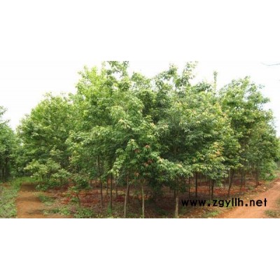 綠化苗木 沭陽澤沛苗木基地 澤沛苗木基地供應(yīng)五角楓及各種園林成功綠化苗木