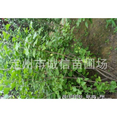 出售大棵丁香 紫丁香報(bào)價(jià)  各地綠化苗木 花灌木銷售