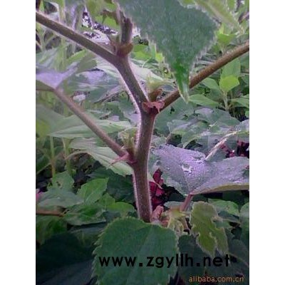 構(gòu)樹苗 廠礦園林綠化苗木 古漿樹   構(gòu)樹小苗 野葡萄苗  構(gòu)樹苗價(jià)格