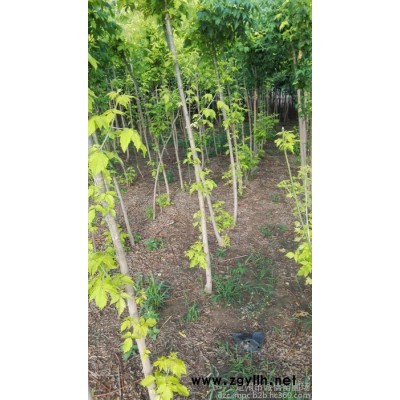 河北金葉復葉槭苗木基地 金葉復葉槭銷售場家 喬木綠化苗木價格