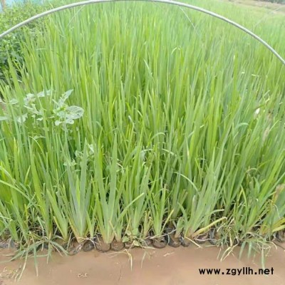 木一花卉 水生鳶尾黃花鳶尾 園林綠化苗木場各種花卉批發采購