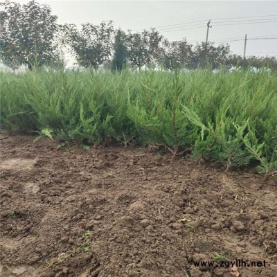 基地直銷 龍柏 龍柏樹 綠化苗木批發(fā) 規(guī)格齊全 量大優(yōu)惠