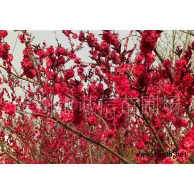 紅葉碧桃小苗   碧桃工程苗  誠信苗圃供應綠化苗木 招手碧桃