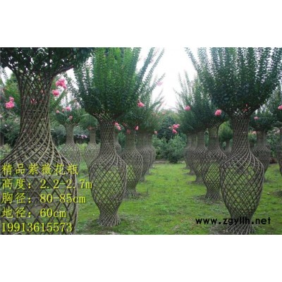 紫薇花瓶編制方法圖解，花瓶骨架的編制方法，綠化苗木編制，庭院綠化樹造型