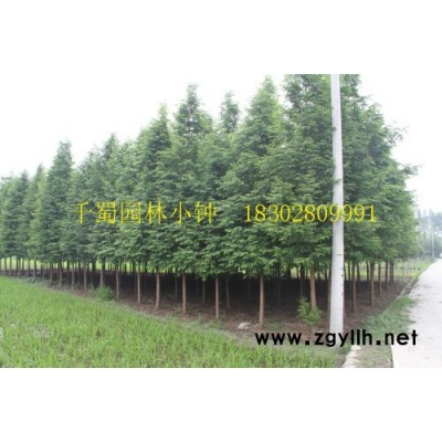 15公分水杉_水杉工程苗_綠化苗木