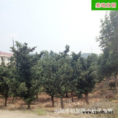 批發(fā)原生羅漢松 冠幅飽滿  造型盆景 小區(qū)公園綠化苗木基地直銷(xiāo)