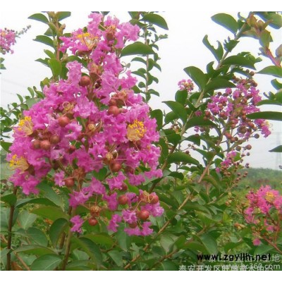 紅花紫薇樹苗 百日紅樹苗 紅**紫薇樹苗  工程綠化苗木