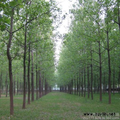 供應(yīng)園林綠化苗木 雪松 雪松苗 名貴風(fēng)景樹(shù)