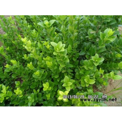 誠信苗圃大量供應膠東衛矛、冬青、桃葉衛矛、綠化苗木價格