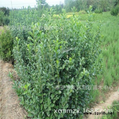 大葉黃楊基地 庭院 工程綠化苗木大葉黃楊 造型美觀(guān)