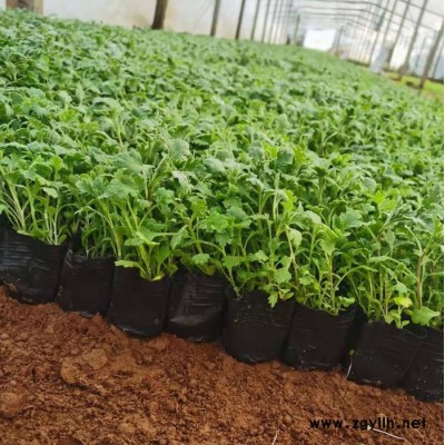 木一花卉 綠化苗木綠化草花地被菊 室內外各種花卉批發采購