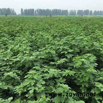 大量批發(fā)構(gòu)樹苗 廠礦綠化苗木 構(gòu)樹小苗綠化行道樹