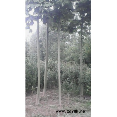 其他綠化苗木.雪松黑松廣玉蘭