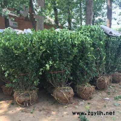 綠化苗木衛(wèi)矛球，苗圃種植基地大量現(xiàn)貨出售，價(jià)格低品種優(yōu)貨源足，江蘇沭陽(yáng)富春園林大量供應(yīng)各種規(guī)格工程花木，歡迎前來(lái)采購(gòu)批發(fā)