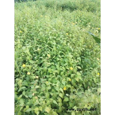 誠信苗圃大量供應綠化苗木棣棠