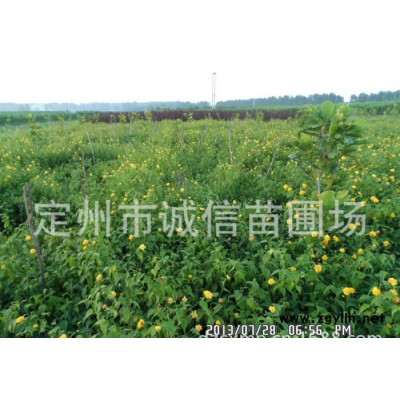 定州苗圃場(chǎng)出售棣棠 太平花 金銀木 綠化苗木 各種花灌木系列