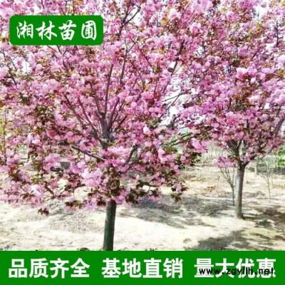 園林綠化苗木 日本櫻花樹(shù) 櫻花苗 嫁接櫻花 價(jià)格實(shí)惠 品種齊全