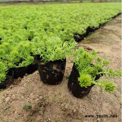 綠化苗木佛甲草大株 室內外各種花卉批發采購