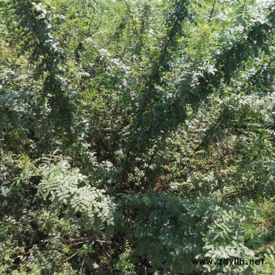 灌木 玫瑰工程苗 定州市誠(chéng)信苗圃場(chǎng)大量供應(yīng)花灌木 綠化苗木 綠化苗木基地3-5分支