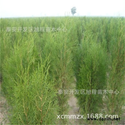 基地直銷(xiāo)側(cè)柏 工程綠化苗木側(cè)柏 看苗起苗 品質(zhì)保證側(cè)柏