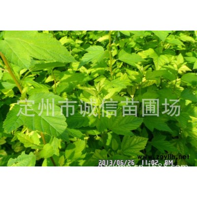 河北保定出售各種綠化苗木、綠化苗木基地 綠化苗木價(jià)格