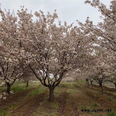 山東鳳岐園林公司批發(fā)3公分染井吉野櫻花樹(shù)苗根系發(fā)達(dá)成活率高適合公園小區(qū)綠化櫻花樹(shù)苗價(jià)格 山東綠化苗木