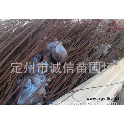 綠化苗木 叢生紫葉矮櫻 大棵叢生紫葉矮櫻 太陽李 金葉復葉槭